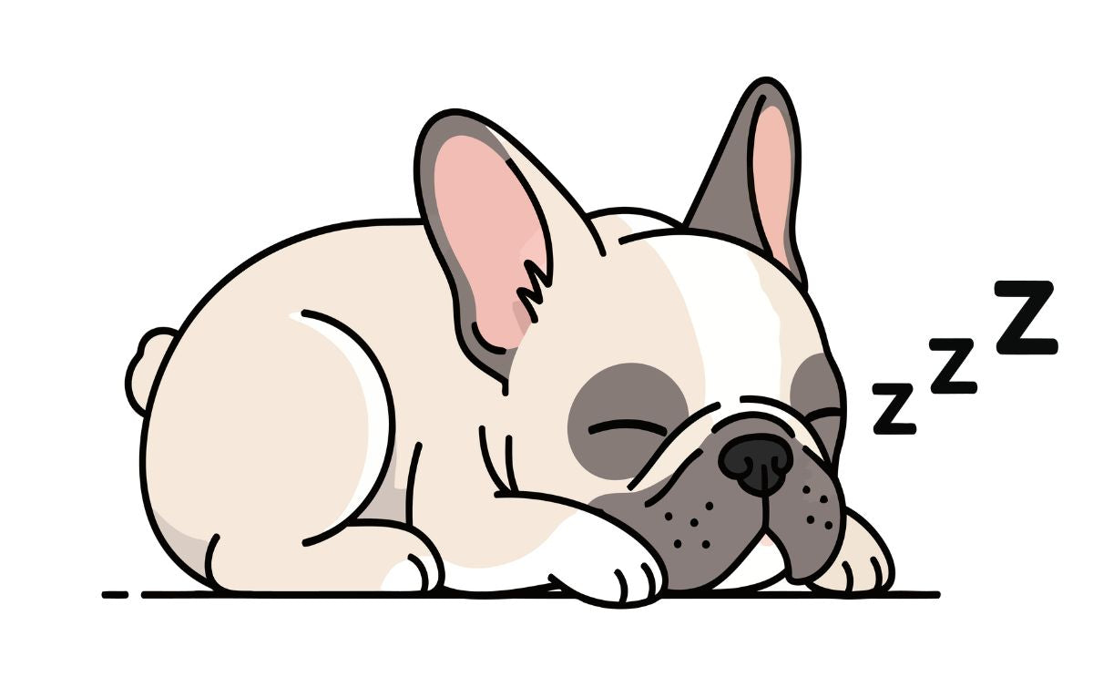 Ton bouledogue français est-il le roi de la sieste ?