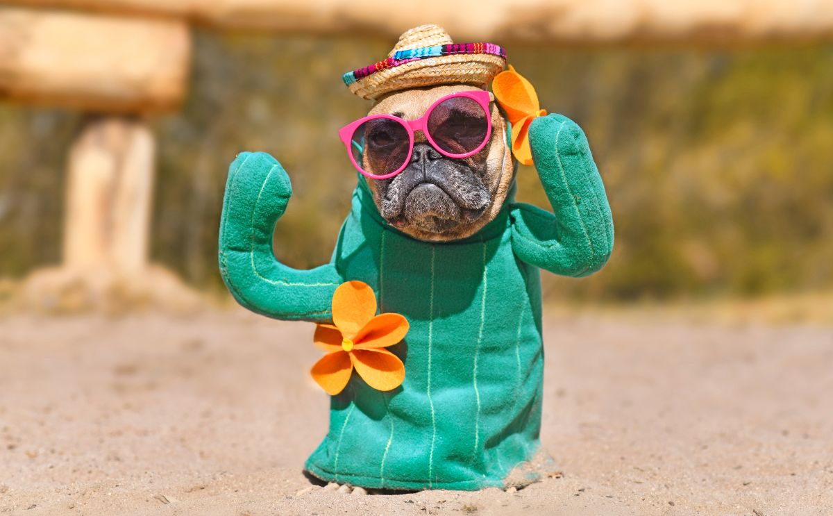 Ton bouledogue français est-il plutôt clown, pot de colle ou petit chef ? 🤡❤️👑