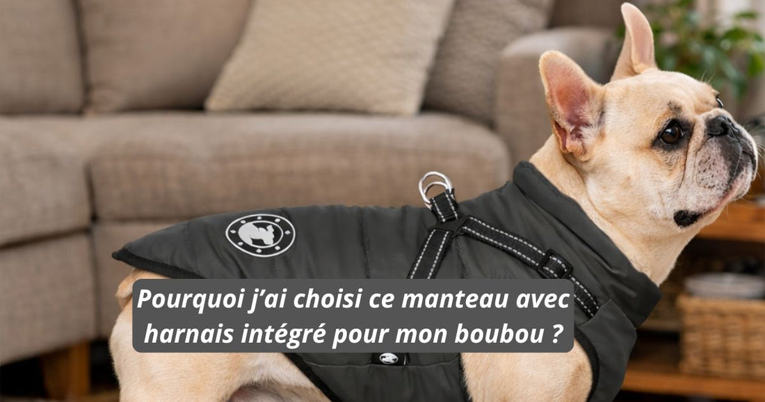 Pourquoi j’ai choisi ce manteau avec harnais intégré pour mon bouledogue français ?