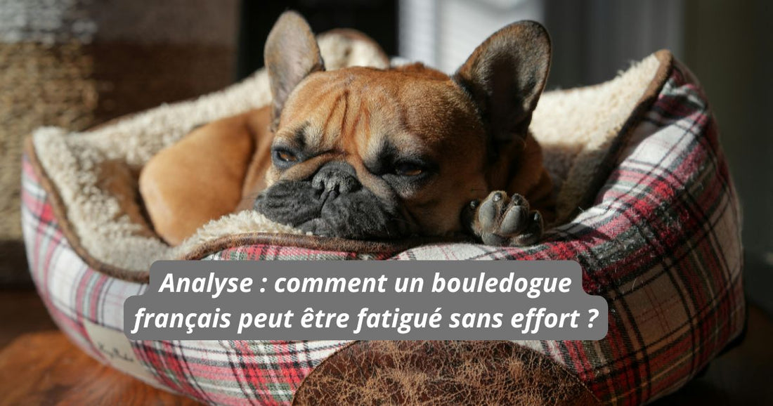Analyse : comment un bouledogue français peut être fatigué sans effort ?