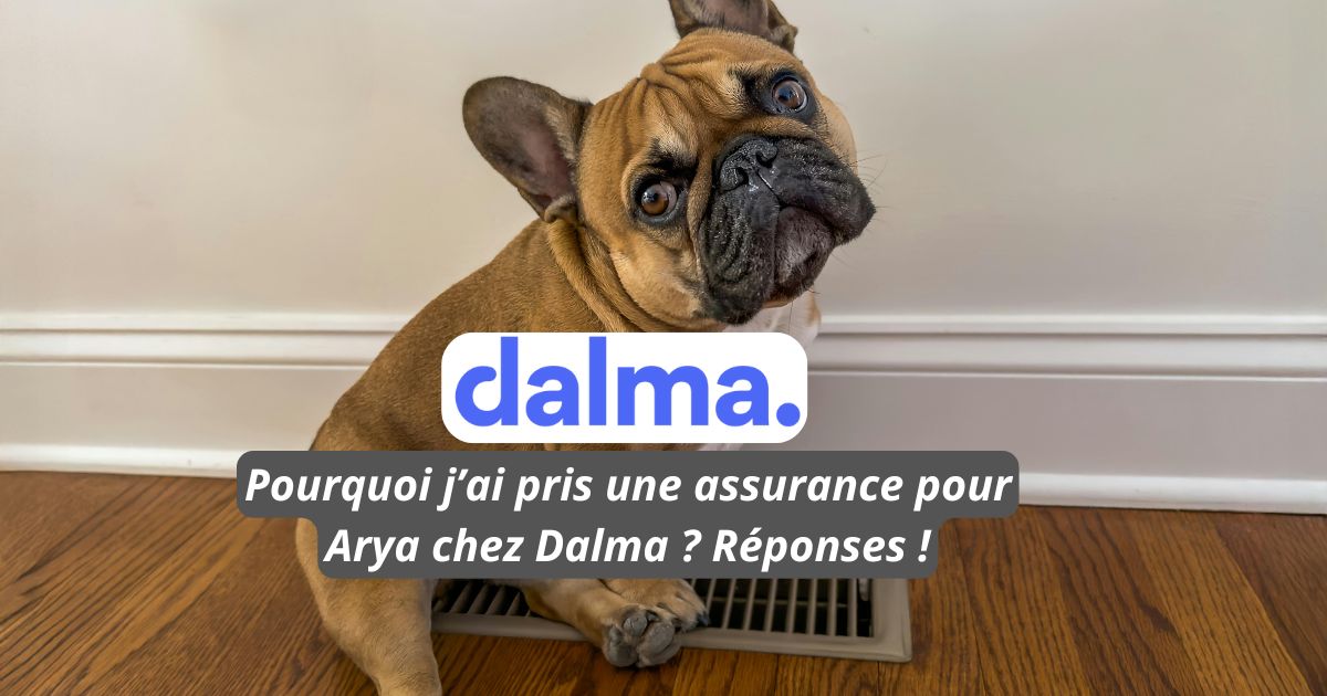 Assurer son Bouledogue Français avec Dalma : une bonne décision ?