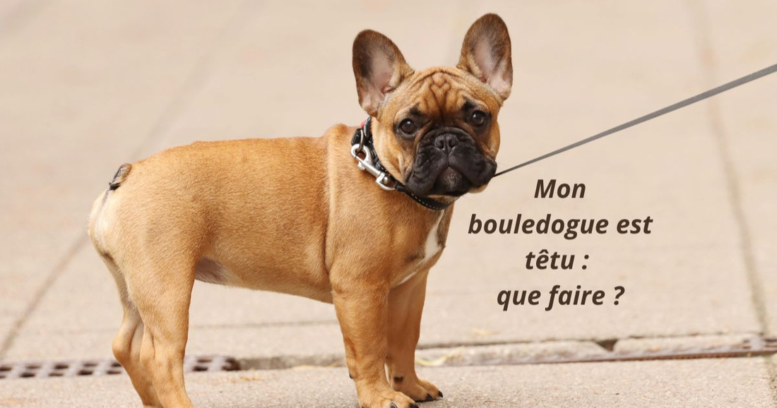 Mon bouledogue est têtu : que faire ?